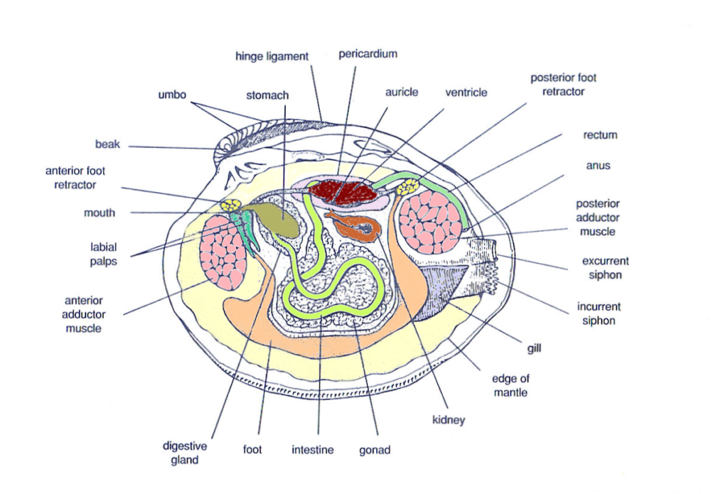 Clams Anatomy - Barnegat Bay Shellfish