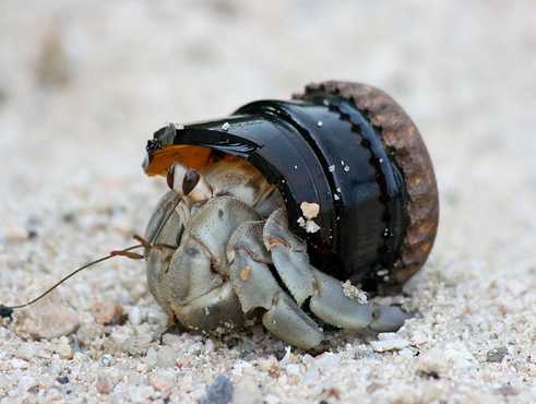 Crab Hermit - Barnegat Bay Shellfish