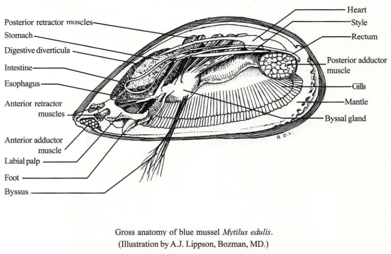 Mussel anatomy - Barnegat Bay Shellfish