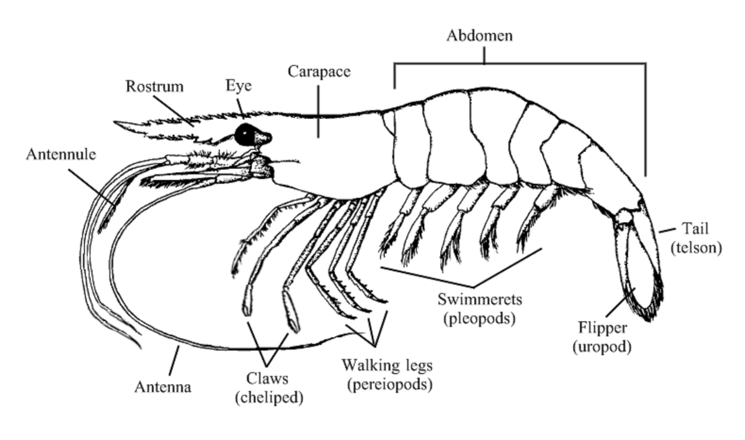 Shrimp Anatomy Barnegat Bay Shellfish