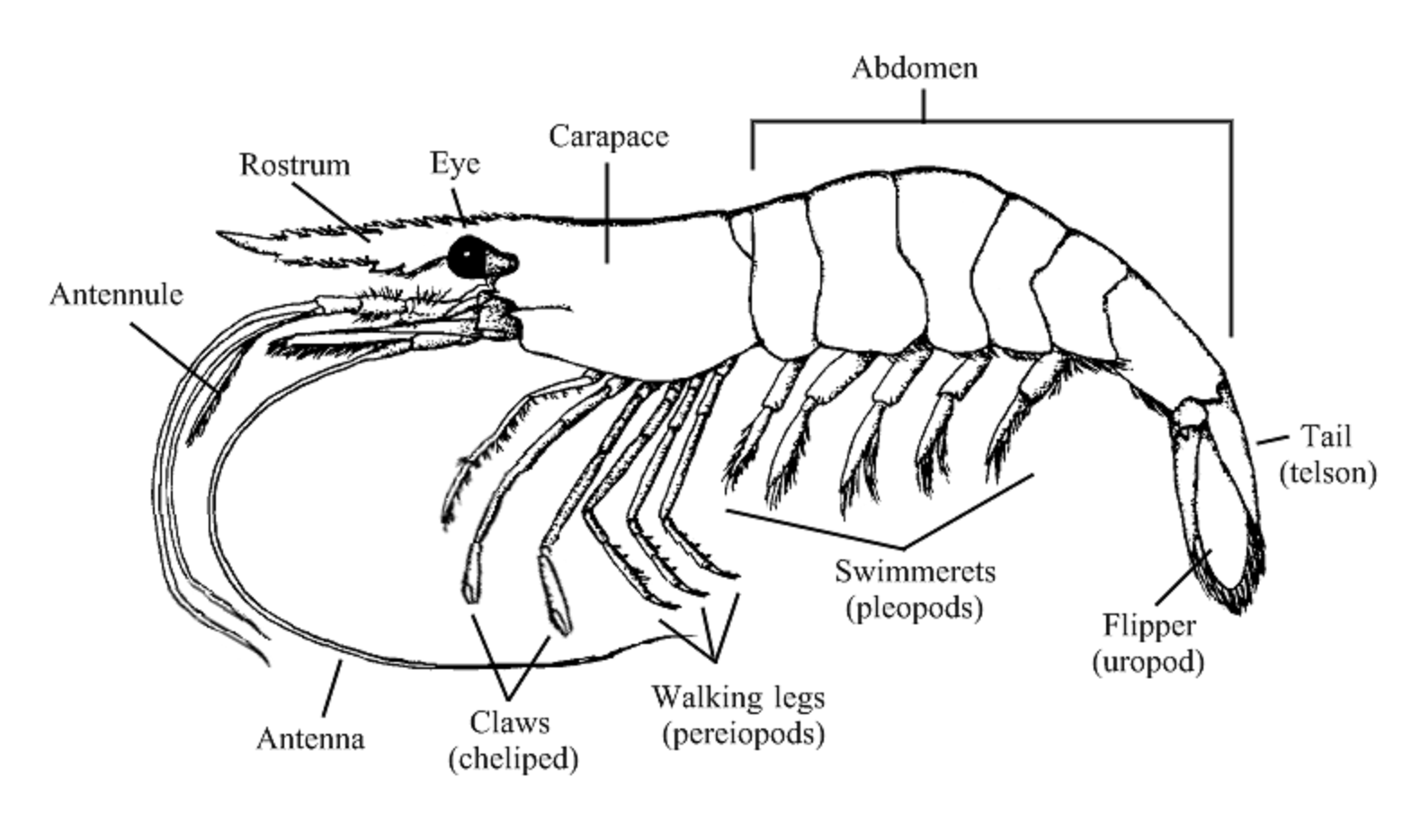 Shrimp Anatomy - Barnegat Bay Shellfish